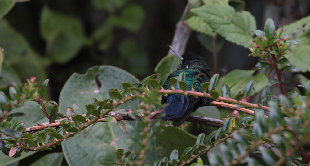 Fiery-throated Hummingbird